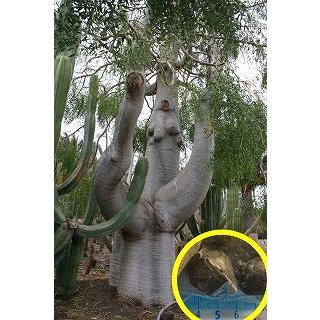 種子5粒 奇跡の木 モリンガ・ヒルデブランディティ(Moringa