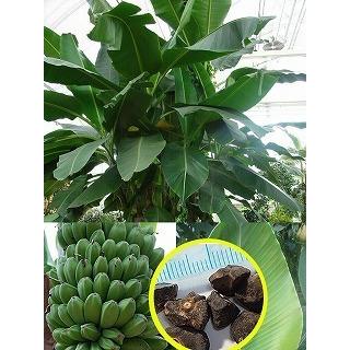 種子50粒 ダージリンバナナ Musa Sikkimensis Kristiananderin Com