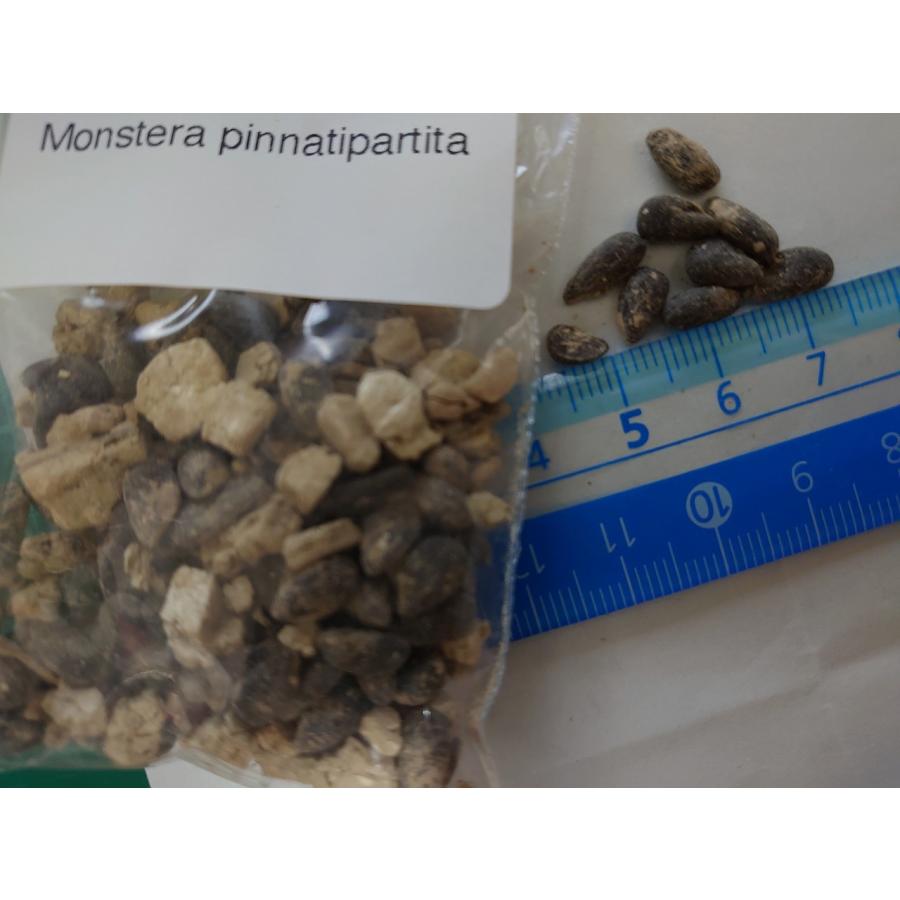 超希少❗️モンステラ　ピナッティパルティタ　ジェイドウィング✨ 希少 ピナッティパルティタ Monstera Pinnatipartita (ｼﾞｪｲﾄﾞ