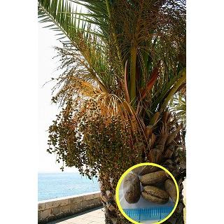 訳ありセール格安）カナリーヤシ(フェニックス)（Phoenix canariensis