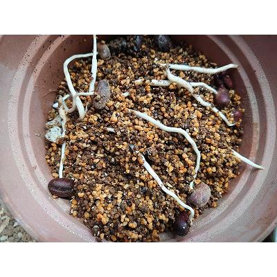 種子20粒 カナリーヤシ(フェニックス)（Phoenix canariensis） : 多肉