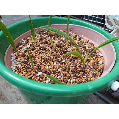 種子20粒 カナリーヤシ(フェニックス)（Phoenix canariensis