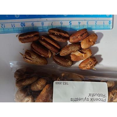 【現品】フェニックス・シルベストリス　(シルバーデーツパーム)８号　２T番 現品】フェニックス・シルベストリス (シルバーデーツパーム)8