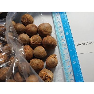 種子10粒 チリサケヤシ(Jubaea chilensis) : 多肉植物ワールド