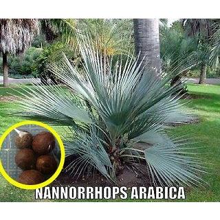 ナンノロプス・アラビカ・シルバーパーム(NANNORRHOPS ARABICA ナンノロプス・アラビカ・シルバーパーム(NANNORRHOPS ARABICA