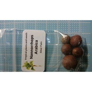 ナンノロプス・アラビカ・シルバーパーム(NANNORRHOPS ARABICA ナンノロプス・アラビカ・シルバーパーム(NANNORRHOPS ARABICA