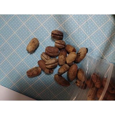 種子10粒 セネガルヤシ(Phoenix reclinata) : 多肉植物ワールド - 通販