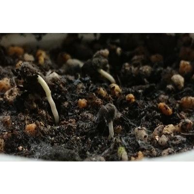 シンノウヤシ フェニックス ロベレニー Phoenix Roebelenii の種子 Msc Plm Phoenix Roebelenii 多肉植物ワールド 通販 Yahoo ショッピング