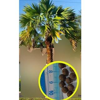 サバル パルメット Lisa Sabal Palmetto Lisa の種子 Msc Plm Sabal Palmetto Lisa 多肉植物ワールド 通販 Yahoo ショッピング
