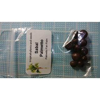 種子15粒 パルメットヤシ(SABAL PALMETTO) : 多肉植物ワールド