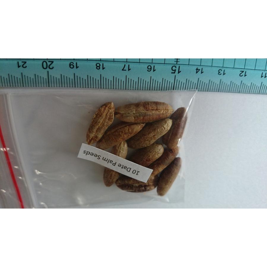 種子15粒 ナツメヤシ(Date Palm (Phoenix Dactylifera)) : 多肉植物