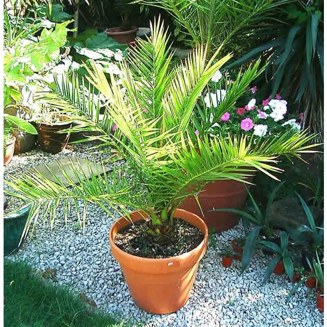 現物「ナツメヤシ」10号 ◇フェニックス・ナツメヤシ・10号◇国産デーツ苗！◇全長80CM