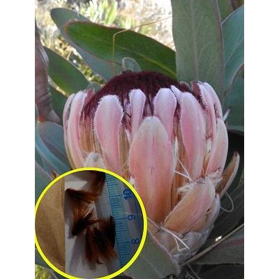 種子6粒 プロテア・ロリフォリア(Protea lorifolia) : 多肉植物