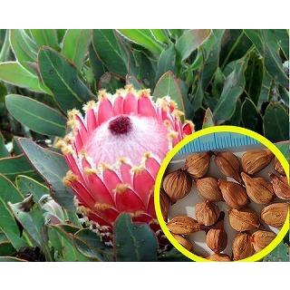 種子5粒 プロテア・マグニフィカ(Protea Magnifica） : 多肉植物