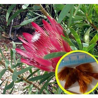 50%OFF! プロテア レペンス 赤花 Protea Repens red の種子