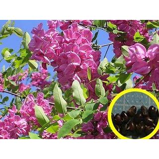 桃色ハナエンジュ バラアカシア Robinia Fertilis の種子 Msc Rbn Robinia Fertilis 多肉植物ワールド 通販 Yahoo ショッピング