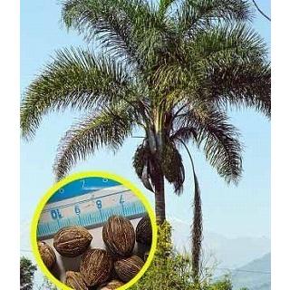 女王ヤシ　クイーンパーム クイーンパーム(女王ヤシ)