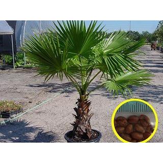 ワシントンヤシ 楽天市場】【現品発送】ワシントンヤシ(ワシントニア) 中株 苗木 根