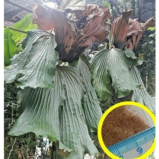 ビカクシダ・エレファントティス(Platycerium elephantotis)の ビカクシダ・エレファントティス(Platycerium elephantotis)の