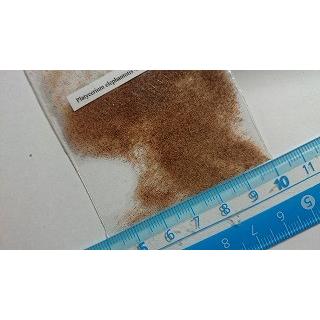 ビカクシダ・エレファントティス(Platycerium elephantotis)の ビカクシダ・エレファントティス(Platycerium elephantotis)の