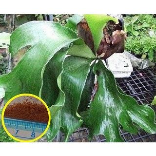 ビカクシダ ヒリーのハイブリッドの胞子 Platycerium Hillii Hybrid Plc Platycerium Hillii Hybrid 多肉植物ワールド 通販 Yahoo ショッピング