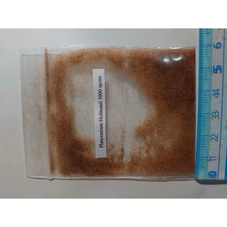 ビカクシダ ホルタミー Platycerium Holttumii の胞子 種子 Plc Platycerium Holttumii 多肉植物ワールド 通販 Yahoo ショッピング