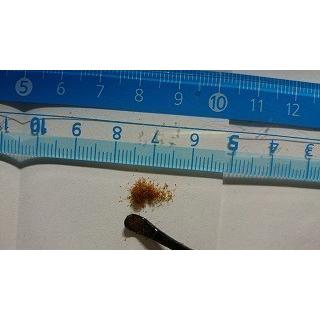 ビカクシダ ホルタミー Platycerium Holttumii の胞子 種子 Plc Platycerium Holttumii 多肉植物ワールド 通販 Yahoo ショッピング