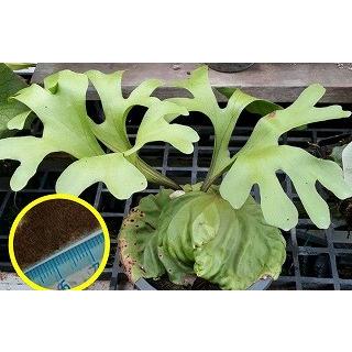 ビカクシダ・リドレイ ワイドフォーム(Platycerium ridleyi Wide ビカクシダ・リドレイ ワイドフォーム(Platycerium ridleyi Wide
