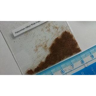 ビカクシダ・リドレイ ワイドフォーム(Platycerium ridleyi Wide ビカクシダ・リドレイ ワイドフォーム(Platycerium ridleyi Wide
