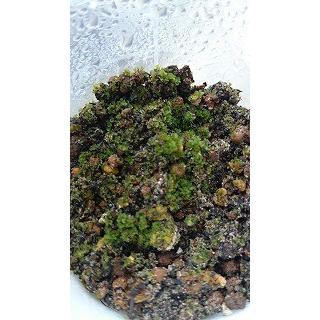 ビカクシダ・スーパーバム(Platycerium superbum)の胞子(種子) : 多肉