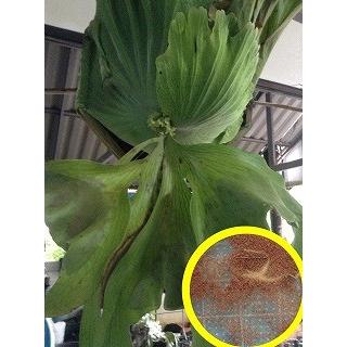 ビカクシダ・ワンダエ(Platycerium wandae)の胞子(種子) : 多肉