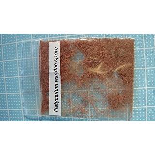 ビカクシダ ワンダエ Platycerium Wandae の胞子 種子 Plc Platycerium Wandae 多肉植物ワールド 通販 Yahoo ショッピング
