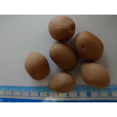 やどろき　ディオーン　エデュレ　種子20粒 やどろき ディオーン エデュレ 種子20粒 やどろき ディオーン