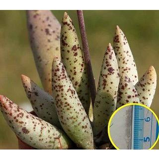 アドロミスクス・フィリカウリス(Adromischus filicaulis）の