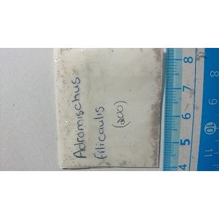 アドロミスクス・フィリカウリス(Adromischus filicaulis）の