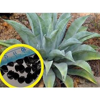 激安商品 アガベ アスペリーマ ポトシエンシス Agave Asperrima Subsp Potosiensis の種子