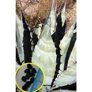 アガベ・アズレア(Agave azurea)の種子