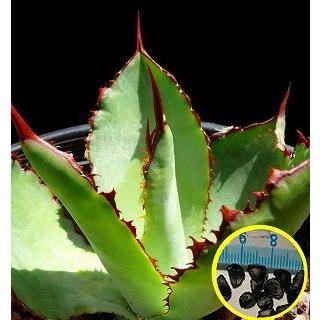 アガベ・ボビコルヌータ(Agave Bovicornuta)の種子 : 多肉植物