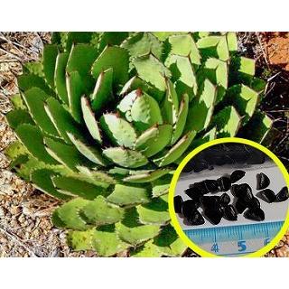 アガベ コンゲスタ 大株