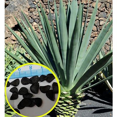 種子15粒 エネケン(アガベ・フォウルクロイデス)(Agave fourcroydes