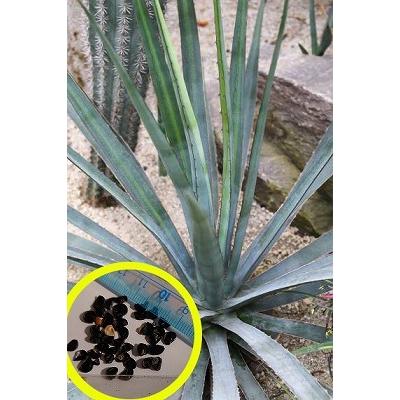 種子15粒 アガベ・ファンキアナ噴怒竜(Agave funkiana） : 多肉植物