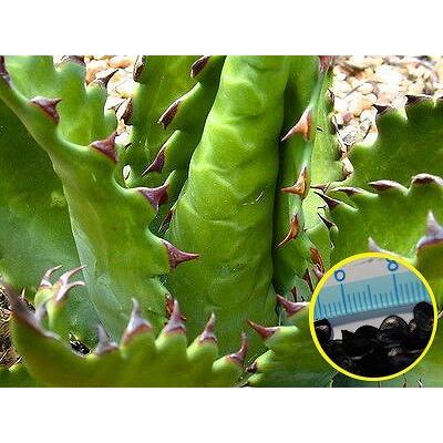 アガベ・ジェントリー(Agave Gentryi)の種子｜succulent