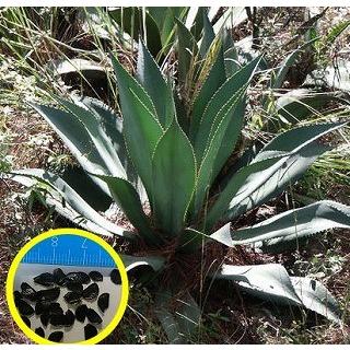 アガベ・インターミクスタ(Agave intermixta)の種子 : 多肉植物ワールド - 通販 - Yahoo!ショッピング
