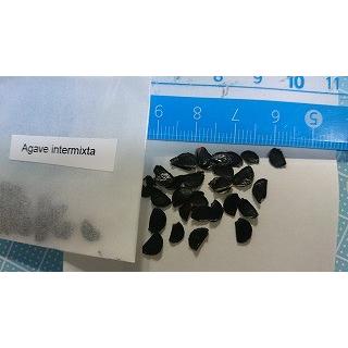 アガベ・インターミクスタ(Agave intermixta)の種子 : 多肉植物ワールド - 通販 - Yahoo!ショッピング