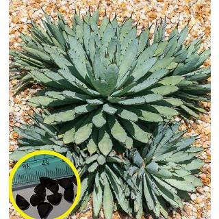 アガベ マクロアカンサ Agave Macroacantha の種子 Suc Agv Agave Macroacantha 多肉植物ワールド 通販 Yahoo ショッピング