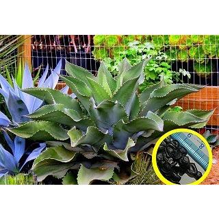 アガベ・ミスター・リップル(Agave Mr. Ripple)の種子 : 多肉 アガベ・ミスター・リップル(Agave Mr. Ripple)の種子 : 多肉