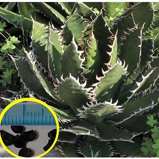 アガベ オテロイ 種子 1000粒 アガベの種子 オテロイ Agave oteroi : seed stock ヤフー