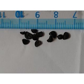 アガベ・オテロイ(Agave oteroi)の種子 :SUC-AGV-Agave-oteroi:多肉 