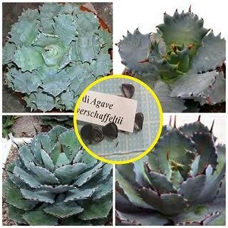 アガベ ポタトルム ベルシャフェルティー 怒雷神 Agave Potatorum Var Verschaffeltii の種子 大勧め