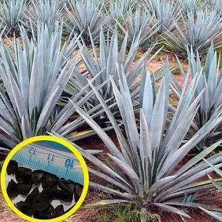 テキーラの原料となる青いアガベ テキーラナ Agave Tequilana の種子 Suc Agv Agave Tequilana 多肉植物ワールド 通販 Yahoo ショッピング
